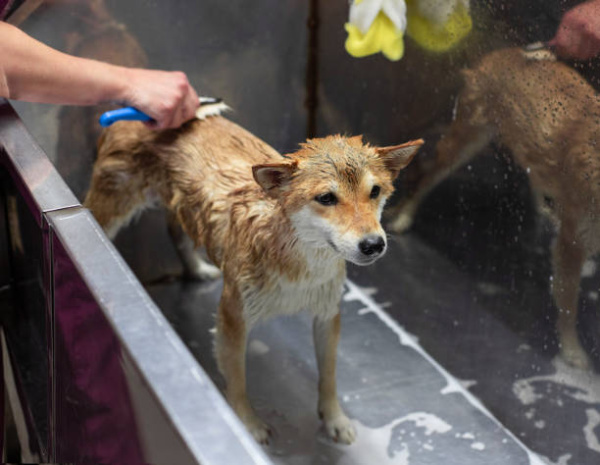Ванна для груминга для собак 950х600х800 мм, Б/О под смеситель, 23827 фото  в интернет-магазине Санкомп